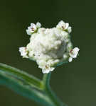 Santa Maria feverfew